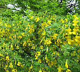 Карагана деревовидна (акація жовта) - саджанці Р9, фото 2