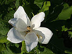 Magnolia macrophylla, Магнолія великолисна, 70 см, фото 4