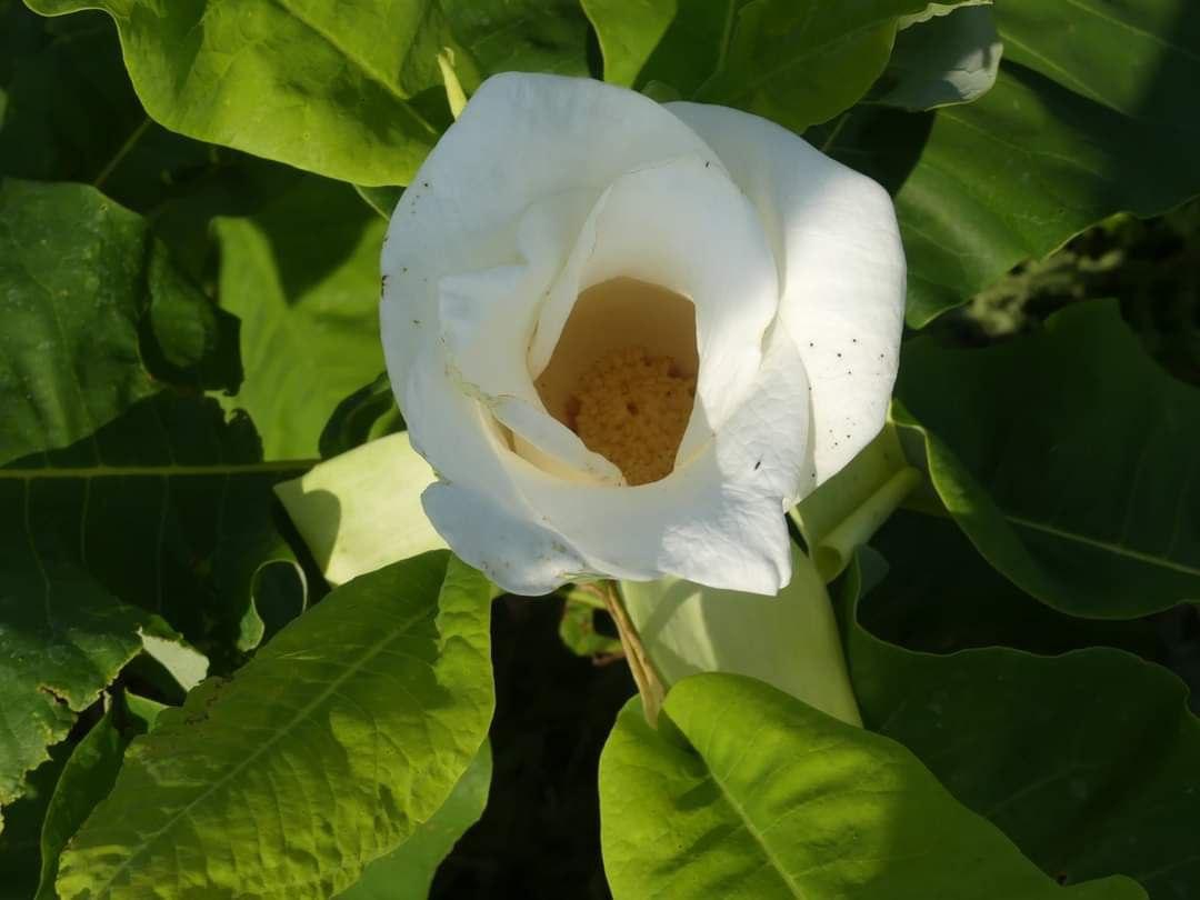 Magnolia macrophylla, Магнолія великолисна, 70 см
