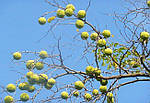 Maclura pomifera, Маклюра оранжевая, Адамове яблуко 300см, фото 6