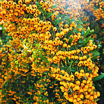 Піраканта Солейл Дор / С3 / Pyracantha Soleil d'Or, фото 2