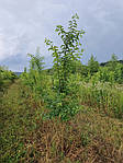 Maclura pomifera, Маклюра оранжева, 200 см, фото 3