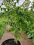 Кампсис укорінливий, кампсис повзучий , Campsis radicans, 50см, фото 3