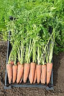 Семена моркови Канада F1 (2.0--2.2 мм) 100 000 семян, Bejo Zaden