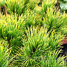Сосна гірська Карстен / С45 / h 60-70 / Pinus mugo Carsten, фото 3