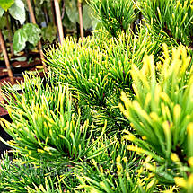 Сосна гірська Карстен / С45 / h 60-70 / Pinus mugo Carsten, фото 4