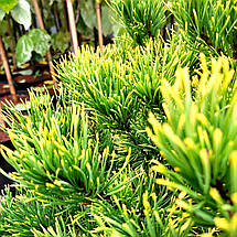 Сосна гірська Карстен / С20 / h 50-60 / Pinus mugo Carsten, фото 3
