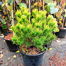 Сосна гірська Карстен / С20 / h 50-60 / Pinus mugo Carsten, фото 2