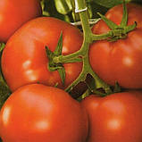 Насіння томату Корвінус F1 (500 нас.) Seminis, фото 2