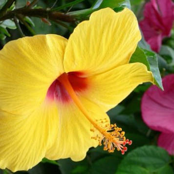 Гібіскус трав'янистий мікс 1 шт горщик 1,5л