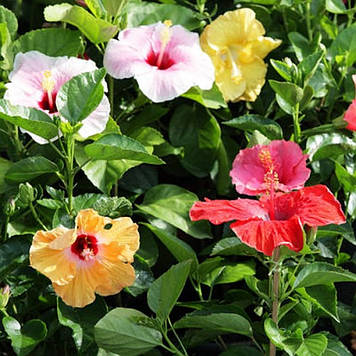 Гібіскус деревоподібний мікс кольорів та сортів 3 шт.