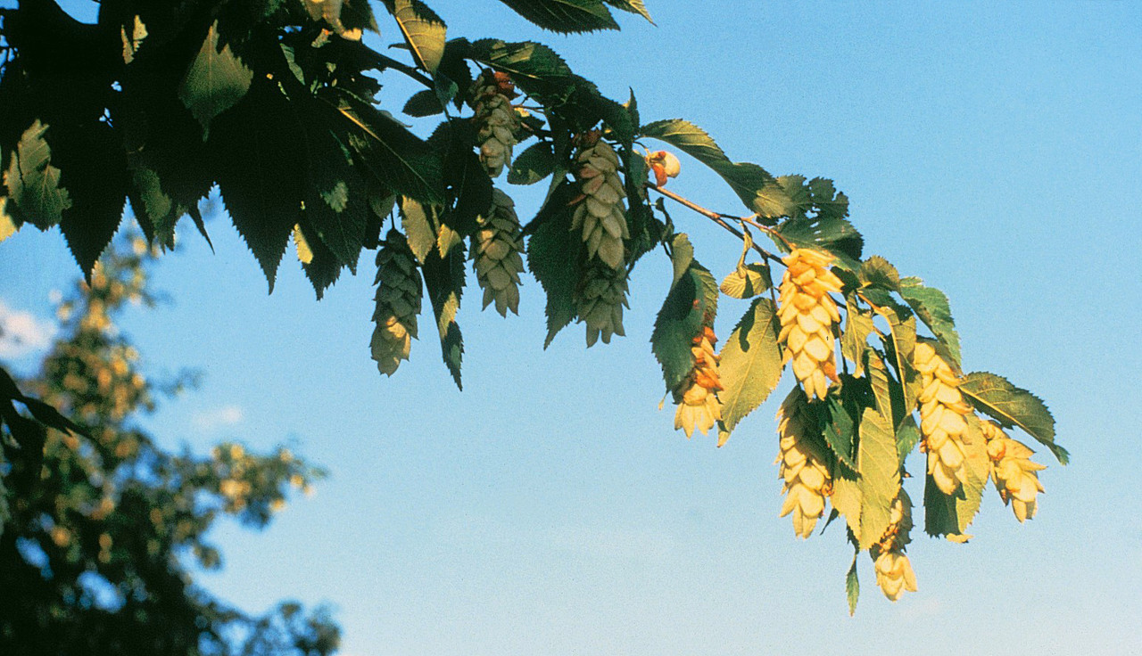 Ostrya virginiana, Хмелегаб американський, 400 см