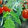 Ароматична олія для свічок і мила Томатний лист (CandleScience Tomato Leaf), фото 3