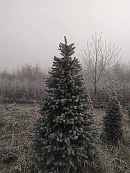 Ялина колюча, Picea pungens var.'Glauca Majestic', 150 см