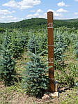 Ялина колюча, Picea pungens var.'Glauca Majestic', 100 см, фото 8