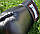 Боксерські рукавиці PowerPlay 3004 Classic Чорні 16 унцій, фото 7