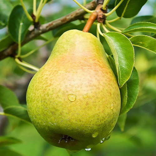 Груша Кандидатка (пізня), фото 1