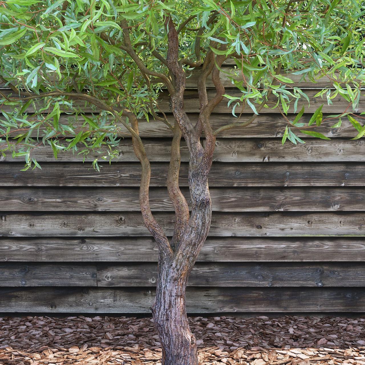 Salix matsudana'Tortuosa', Верба китайська, 500 см