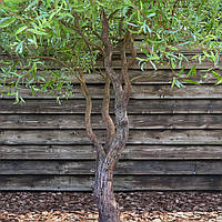 Salix matsudana'Tortuosa', Верба китайська, 500см