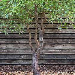 Salix matsudana'Tortuosa', Верба китайська, 500 см