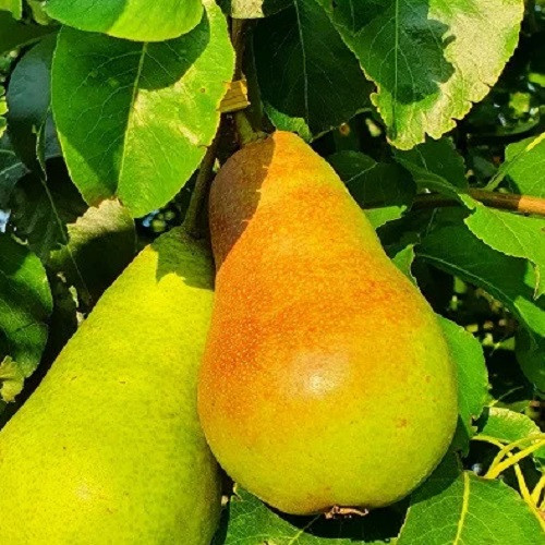 Груша Молдавська рання (літня), фото 1