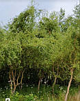 Верба китайська жовта, Salix matsuda 'Tortuosa', жовта 350 см, фото 3