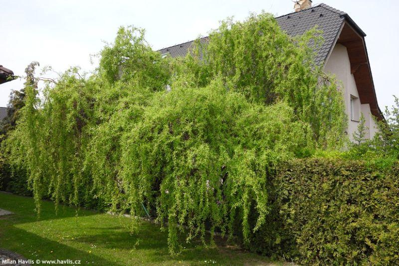 Верба китайська жовта, Salix matsuda 'Tortuosa', жовта 350 см