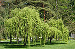 Верба китайська жовта, Salix matsuda 'Tortuosa', жовта 350 см, фото 11