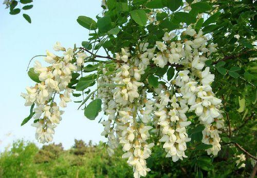 Софора японська, Sophora japonica, Пагода японська, 350 см, фото 1