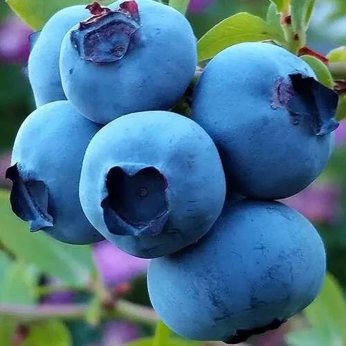 Саджанці Лохини Блюетта (Bluetta) - середня, промислова, транспортабельна (2-річний)