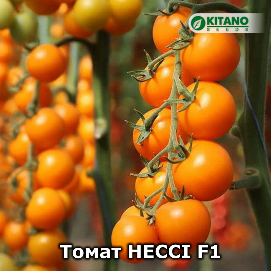 Нессі KS-1549 F1 (100 нас.) насіння томату Kitano