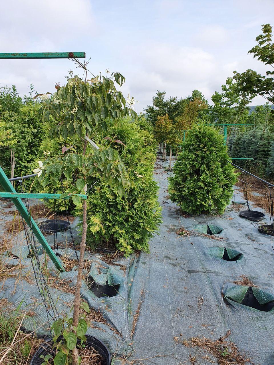 Туя западная Вареана Лютесценс, Thuja occidentalis 'Wareana Lutescens', 200 см - фото 7 - id-p747725158