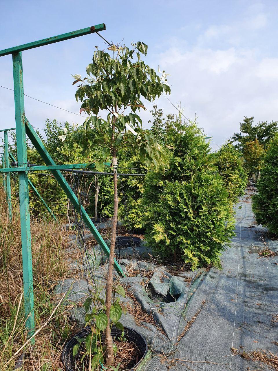 Туя западная Вареана Лютесценс, Thuja occidentalis 'Wareana Lutescens', 200 см - фото 10 - id-p747725158