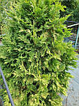 Туя західна Вареана Лютесценс, Thuja occidentalis 'Wareana Lutescens', 200 см, фото 8