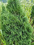 Thuja occidentalis 'Elwagnera', Туя західна, Туя западная Эльвангера, 100 см, фото 7