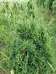 Thuja occidentalis 'Elwagnera', Туя західна, Туя западная Эльвангера, 100 см, фото 6