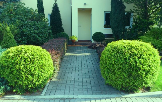 Туя західна Глобоза, Thuja occidentalis 'Globosa', 60 см, фото 1