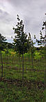Tilia americana, Липа американська 350см, фото 5