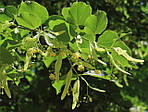 Tilia americana, Липа американська 350см, фото 3