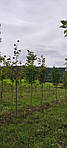 Tilia americana, Липа американська 350см, фото 9