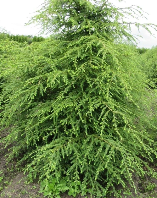 Саджанці Тсуга канадська, Гемлок канадський, Tsuga canadensis 350см