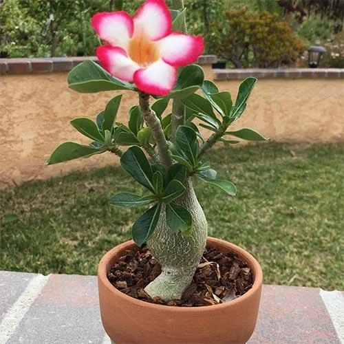 Аденіум Obesum Picotee Florium (висота 10-15 см)
