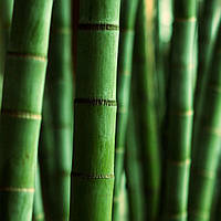 Аромамасло Himalayan Bamboo (CandleScience Himalayan Bamboo)