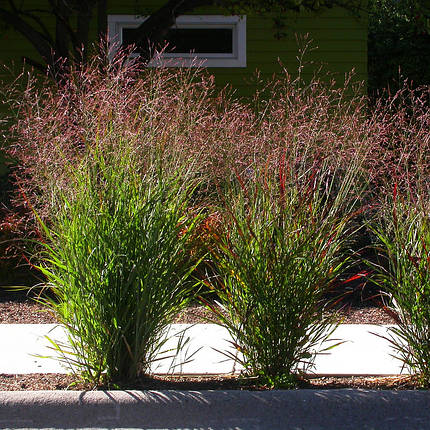 Просо прутовидне Пурпл Бріз / Panicum virgatum Purple Breeze, фото 2