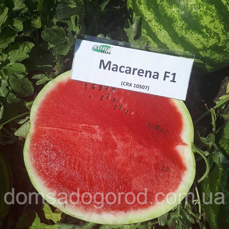 Кавун Макарена F1 | Macarena F1 Cora Seeds. 1000 шт