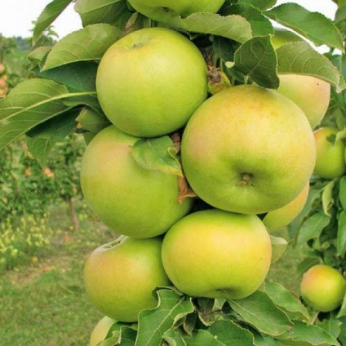 Яблуня колоноподібна Таскан (зимня), фото 1