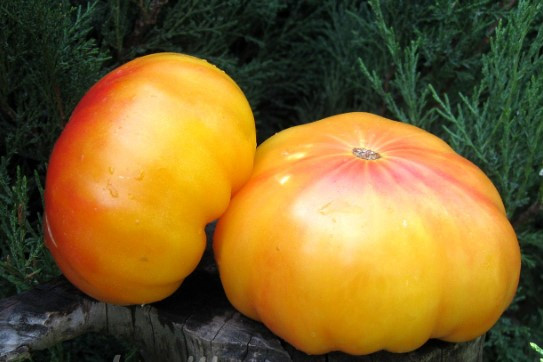 Насіння томату Гном Віхрь  10 шт, фото 1