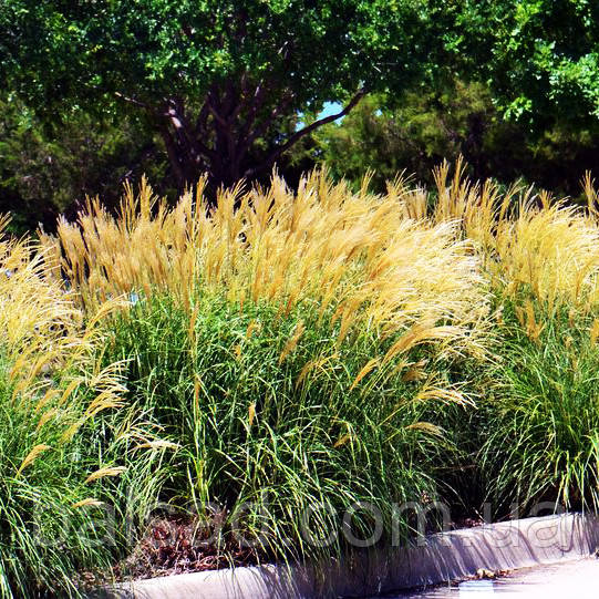 Міскантус Кляйн Сільберспін / Miscanthus Kleine Silberspinne