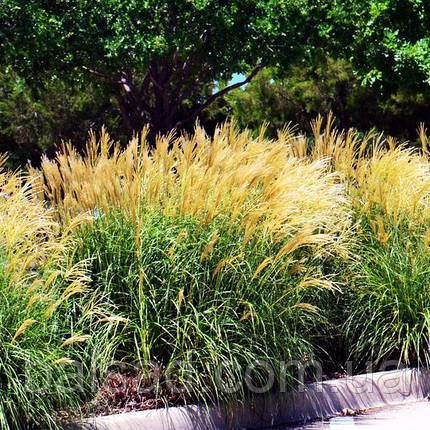 Міскантус Кляйн Сільберспін / Miscanthus Kleine Silberspinne, фото 1