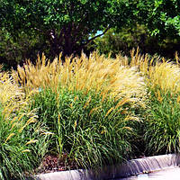 Мискантус Кляйн Сильберспин / Miscanthus Kleine Silberspinne